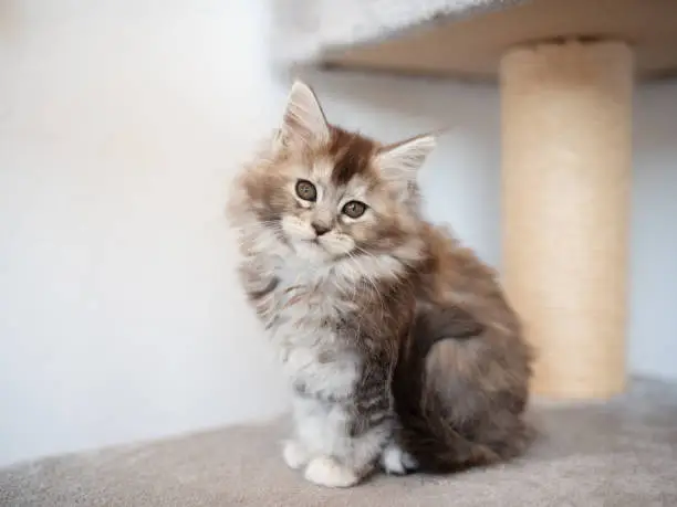 Photo of Cute Maine Coon kitten at home..