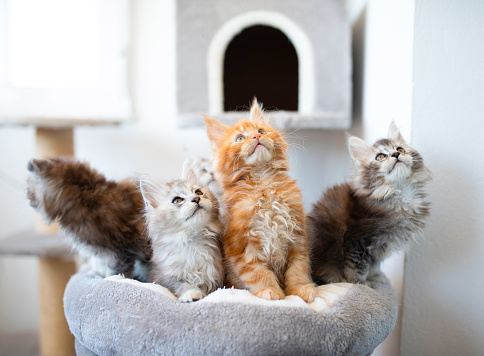 Group of 6 Cute Maine Coon kittens lying in grey warm blanket on the bed, two month old