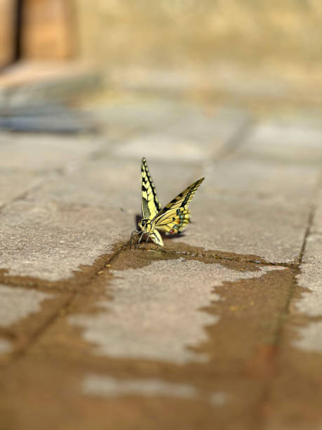 Close-up of a vibrant butterfly, captured against a soft, blurred background. The image emphasizes symmetry, natural beauty, and intricate wing detail—ideal for themes of wildlife, transformation, and environmental design.