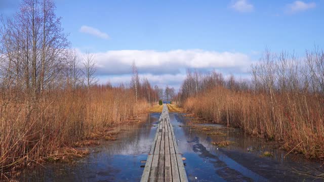 Long wooden footbridge through marsh, bare tree in wet soil, Latvia