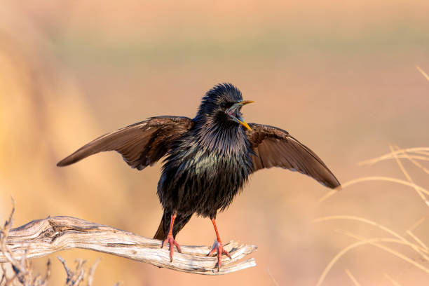 istock Spotless starling perched on a branch 2124795346