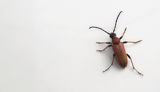 Longhorned beetle Stictoleptura rubra. Isolate on white background.