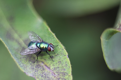 shiny green Fly sits on leaf of bush in summer garden. Pests of plantings. Soft focus. Copy space.