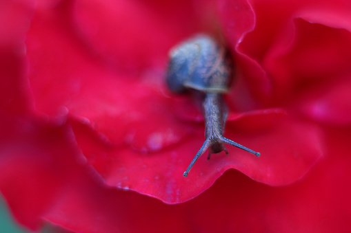 Snail in shell crawls across velvet petals of luxurious red rose. Soft, selective focus. Copy space. Beauty in nature.