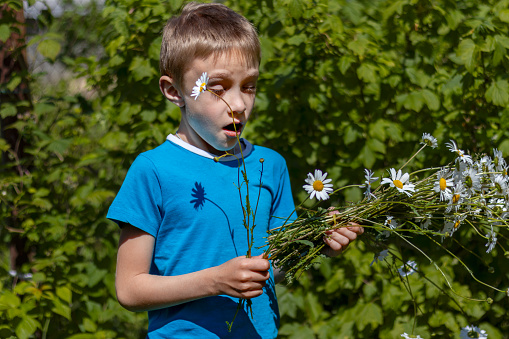 Boy holds bouquet of daisies and sneezes from their smell. He's allergic to blooms. Sunny summer day in nature.