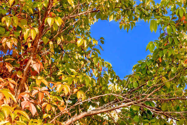 Colorful autumn leaves in shades of green and orange surround a clear blue sky, creating a peaceful and inviting ambiance in a natural environment