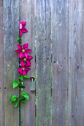 Wooden wicket with magenta clematis flower sprouting in it. Natural background with place for text, copy space. Layout, mocap.