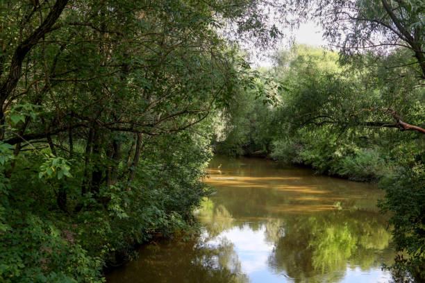 istock Picturesque summer landscape with river and reflection. Dense thickets. In distance white heron. Silence, quiet, tranquility. Beauty in wilderness 2124801564