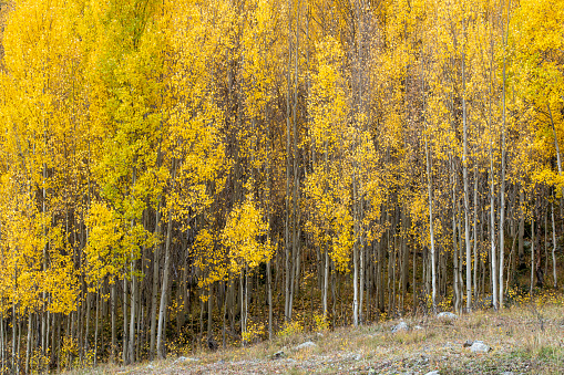 Aspen grove at Red Mountain Pass in Autumn, Colorado, USA