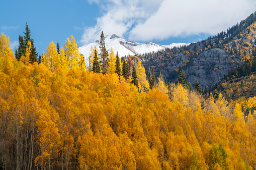Fall Foliage at Red Mountain Pass, Colorado, USA