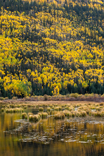 Fall Foliage at Red Mountain Pass, Colorado, USA