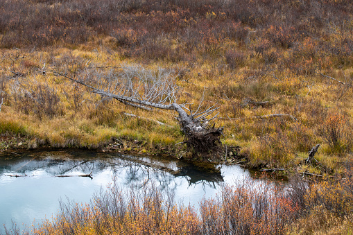 Marsh in Autumn at Red Mountain Pass, Colorado, USA