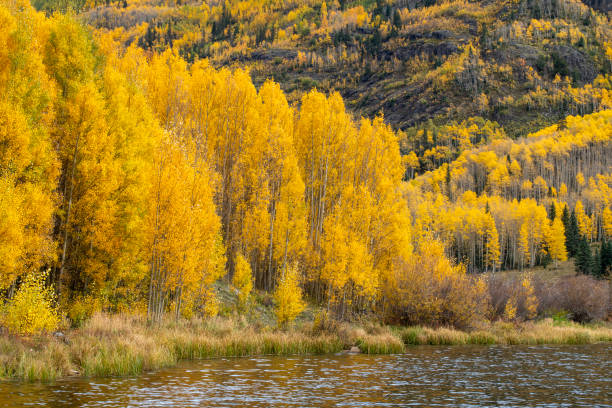 istock Aspen in Autumn at Red Mountain Pass 2124805150