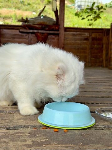 Cat food. Close-Up of White Persian Cat Enjoying Cat Food. close-up view of a luxurious white Persian cat relishing its cat food. With each delicate bite, the cat exudes elegance and refinement, embodying the epitome of feline sophistication.