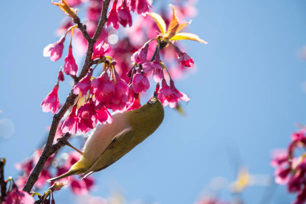 Background material of Japanese flowers and wild birds