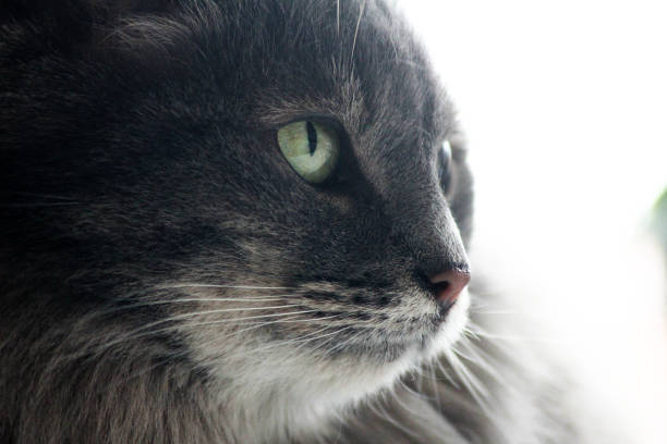 Portrait of a beautiful fluffy cat