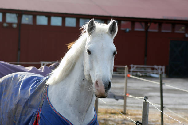 A white curious horse looking at you