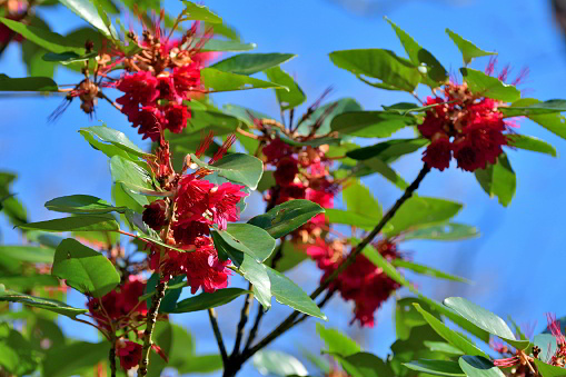 Rhodoleia championii, also called Hong Kong rose, is a species of plant in the family Hamanmelidaceae. It is a small evergreen tree with dangling scarlet flowers. This species is a native of southeastern Asia (Myanmar, Malaysia, Vietnam, Indonesia and China).