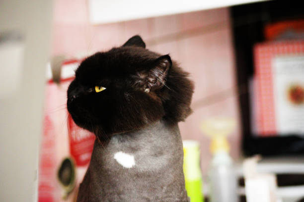 A black fluffy cat with an attitude