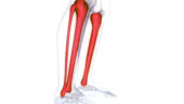 Tibia Animation Human Skeleton System Tibia And Fibula Bone Joints Anatomy Animation ...