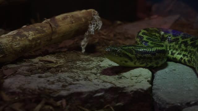 Snake bright and vibrant after shedding skin - pan shot