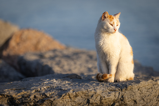 Stray cat is sitting on the rock.\nIstanbul - Turkey.