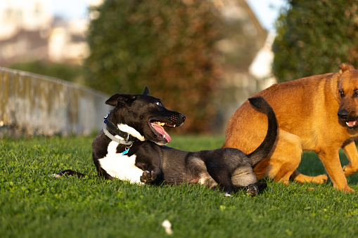 Two dogs are playing on the grass at public park.\nIstanbul - Turkey.