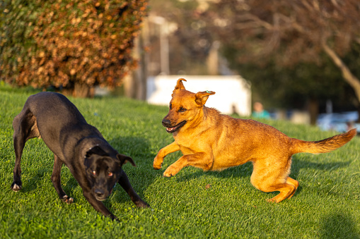Two dogs are playing on the grass at public park.
Istanbul - Turkey.