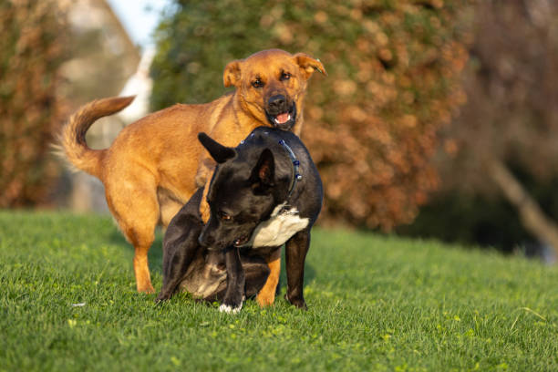 istock Playful dogs on the grass. 2124924250