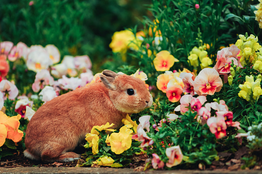 Cute Netherland Dwarf on the flower bed