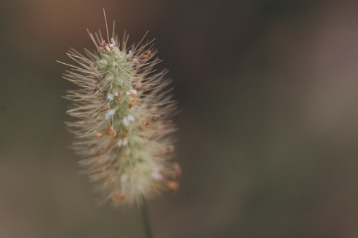 A macrophotograph shows a foxtail grass.