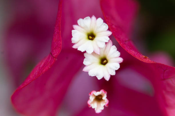 istock Bougainvillea Flower 2124947867
