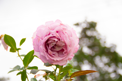 Close-up of a pink rose on  sky background