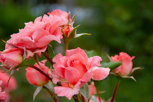 Close-up flowering branch of peach rose