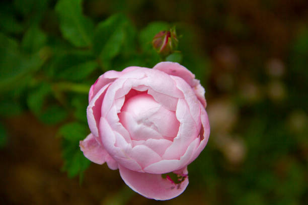 Close-up of a sweet rose on a dark green background.