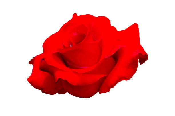 Red rose XXL with clipping path