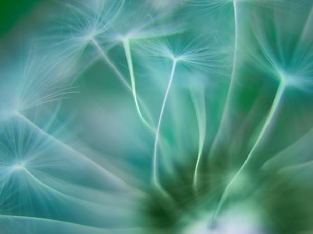 Blurred green abstract nature background. Spring summer selective focus dandelion background. Copy space
