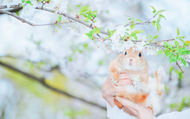 Cute Netherland Dwarf on the flower bed