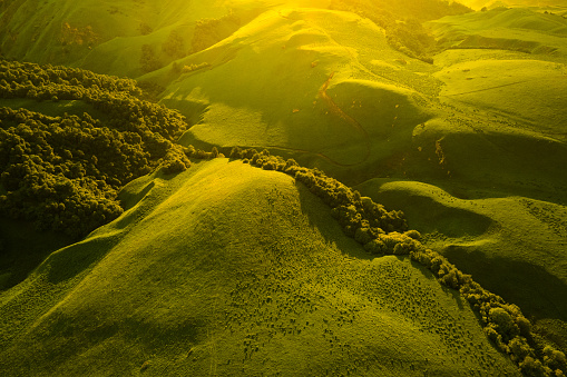 Green hills with trees and fresh green grass at sunset. Aerial top down view. Abstract summer nature background.