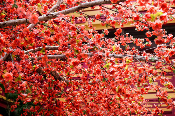 istock Japanese cherry blossoms in full bloom 2124994156