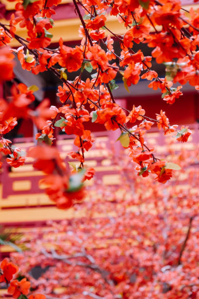 istock Japanese cherry blossoms in full bloom 2124994656