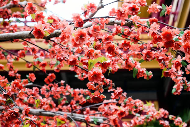 istock Japanese cherry blossoms in full bloom 2124994663