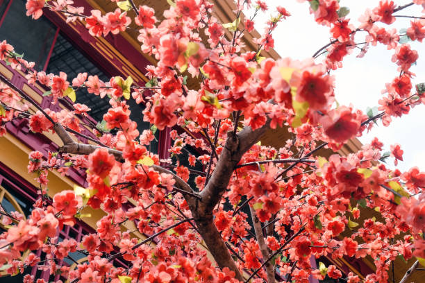 istock Japanese cherry blossoms in full bloom 2124995204
