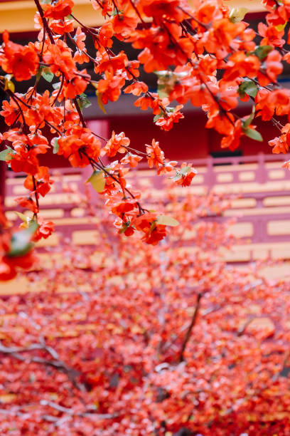 istock Japanese cherry blossoms in full bloom 2124995207