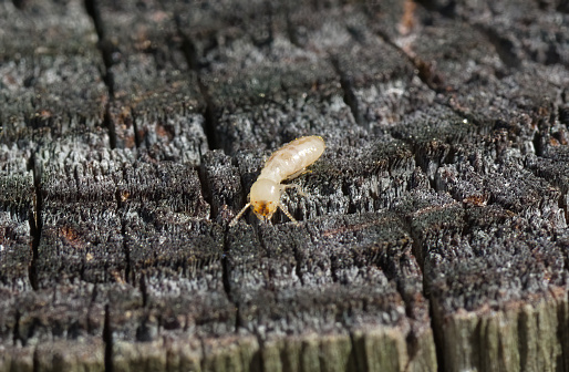 eastern subterranean termite - Reticulitermes flavipes - the most common termite found in North America and are the most economically important wood destroying insects in the United States. face view