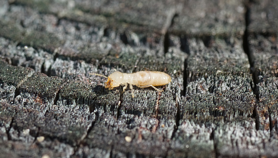 eastern subterranean termite - Reticulitermes flavipes - the most common termite found in North America and are the most economically important wood destroying insects in the United States. side view