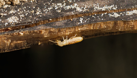 eastern subterranean termite - Reticulitermes flavipes - the most common termite found in North America and are the most economically important wood destroying insects in the United States. side view