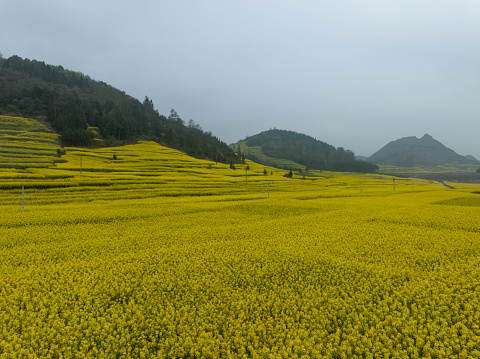 Aerial view of yellow cole flowers flowering at countryside, Yunnan province,China