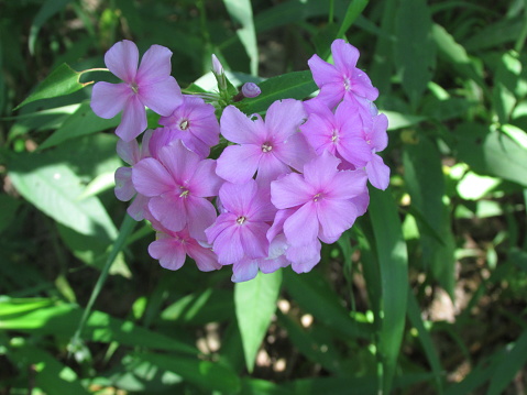 Garden Phlox