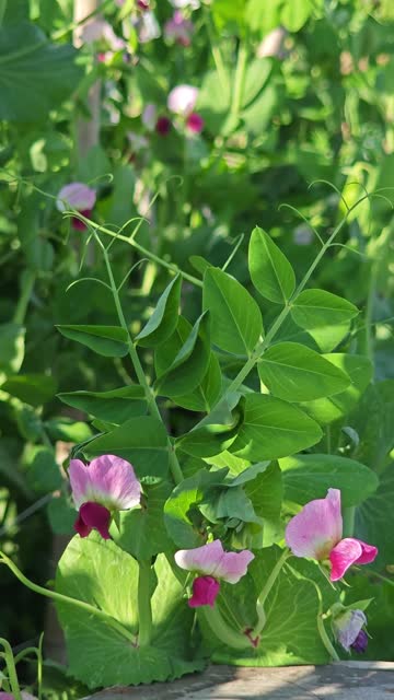 snow pea bloom in spring